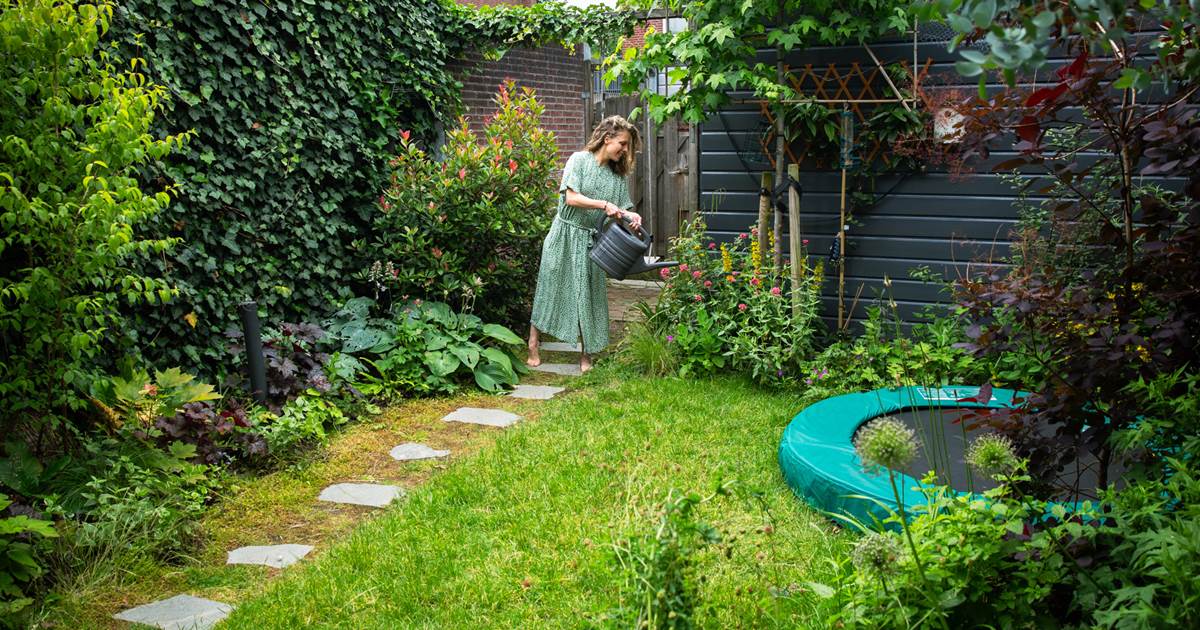 Dolphin Verkoop -Hayward Verkoop 099826a0d9bd8d7c52c31e00fee738d8b9bce5e4